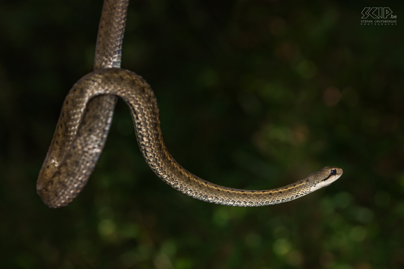Ranomafana - Grandidier's water slang We kwamen ook enkele ongevaarlijke Grandidier water slangen (Liopholidophis grandidieri) tegen. Stefan Cruysberghs